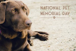 Pet Memorial Day